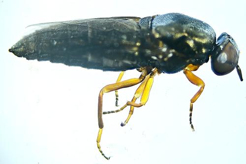 Scenopinus fenestralis